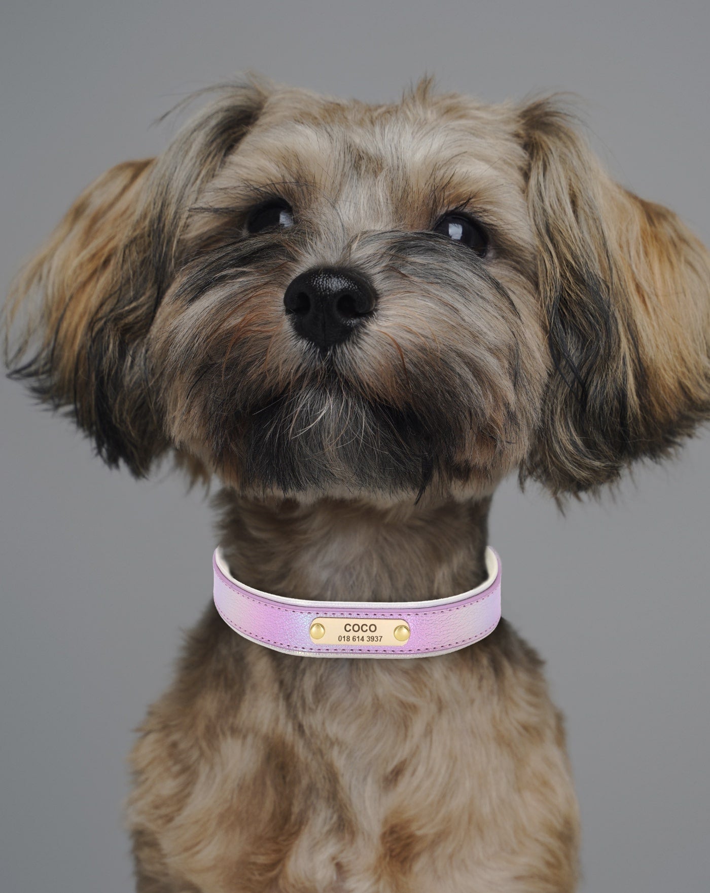 Holographic Personalized Pet Collar