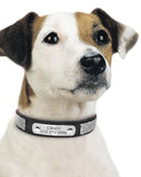 Bedazzled Custom Nameplate Collar